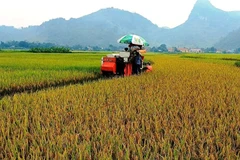 Đồng ruộng Chiềng Ken hôm nay.