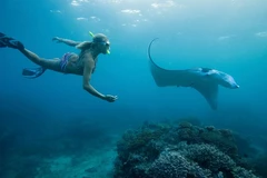 Lặn biển quan sát cá đuối ở Fiji. 