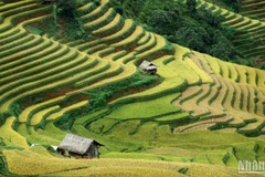 Xây dựng chiến lược tổng thể cho thương hiệu du lịch văn hóa dân tộc thiểu số. 