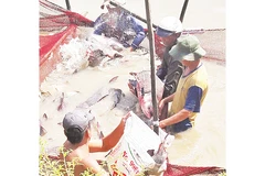Nuôi cá hô thương phẩm ở tỉnh An Giang.