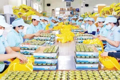 Đóng gói thành phẩm yến sào tại Công ty Yến sào Khánh Hòa.