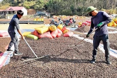 Người dân thôn Yên Hạ, xã Yên Trạch, huyện Cao Lộc (tỉnh Lạng Sơn) phơi khô quả sở để chế biến tinh dầu sở.