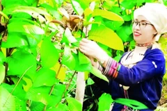 Thành viên Hợp tác xã Nông lâm Nghĩa Tá chăm sóc cây trà hoa vàng. (Ảnh HƯƠNG LY)