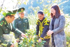 Bộ đội Biên phòng tỉnh Lạng Sơn kiểm tra mô hình trồng cây trà hoa vàng ở xã Mẫu Sơn, huyện Cao Lộc.
