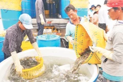 Thu hoạch tôm nuôi tại Sóc Trăng.