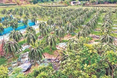 Mô hình trồng cây thanh long ở xã Quảng Thịnh, huyện Hải Hà ngày càng mang lại giá trị kinh tế cho người dân.