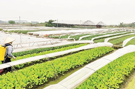 Người dân chăm bón những luống rau để kịp cung cấp ra thị trường dịp Tết Nguyên đán 2026.