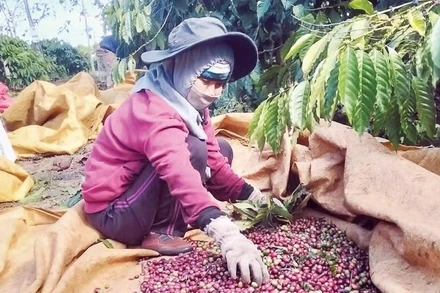 Những mô hình sản xuất hiệu quả đã mang lại việc làm và thu nhập cao cho hàng nghìn hộ nông dân.