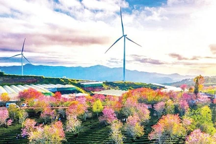 Dự án điện gió tại khu vực Lâm Đồng ngàn hoa - một trong ba vùng "lõi" của tỉnh.