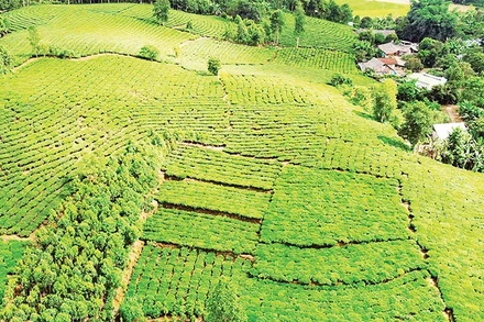 Đồi chè xanh ôm ấp bản làng tại Phẳng Tao.