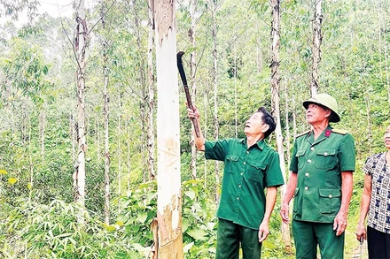 Thương binh Lương Khuyến Giang (ngoài cùng bên trái) kiểm tra đồi bạch đàn.