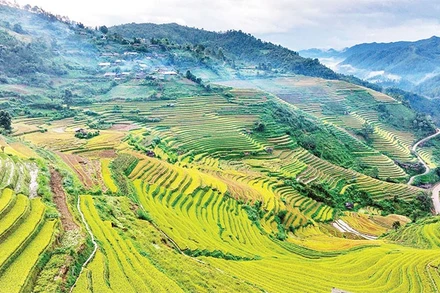 Mùa vàng Mù Căng Chải, Lào Cai. (Ảnh VINH THU)