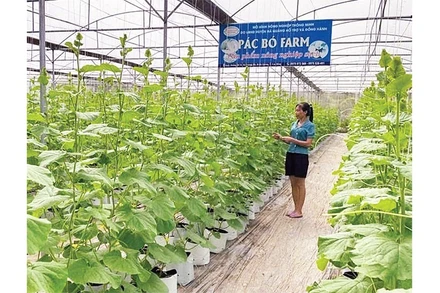 Nông dân xã Trường Hà đầu tư xây dựng nhà lưới, phát triển nông nghiệp công nghệ cao.