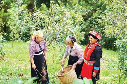 Thành viên Hợp tác xã Hợp Phát, xã Ngân Sơn thu hoạch hạt dẻ trồng hữu cơ.