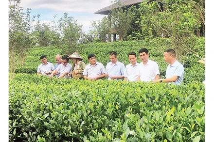 Giám đốc Hợp tác xã Trà và Du lịch cộng đồng Tiến Yên Bùi Trọng Đại giới thiệu mô hình trồng chè gắn với du lịch trải nghiệm.