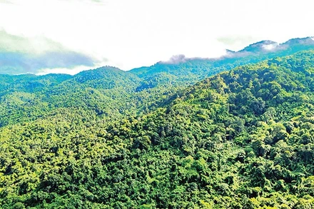 Vườn quốc gia Tà Đùng là một trong những khu vực có hệ sinh thái rừng đặc trưng và đa dạng sinh học bậc nhất Việt Nam.