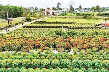 Một góc làng hoa Hà Đông ở phường Điện Bàn Bắc, thành phố Đà Nẵng.