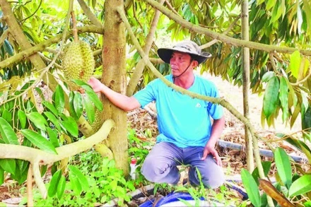 Mô hình trồng sầu riêng phát triển kinh tế gia đình ở xã Ia Dom.