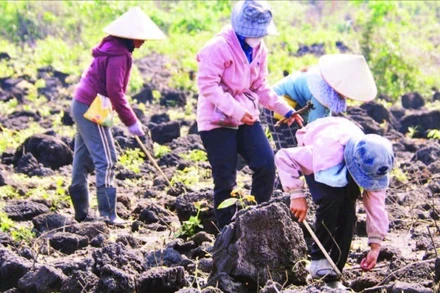 Trên cánh đồng đá dung nham núi lửa phủ kín bề mặt, người dân phải cần mẫn tìm từng khe đá nhỏ để tra hạt.