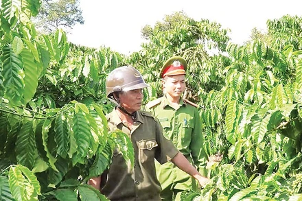 Lực lượng chức năng tăng cường công tác tuần tra, kiểm tra bảo đảm an ninh trật tự trong mùa thu hái cà-phê.