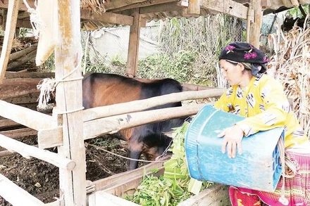 Nhờ nguồn vốn tín dụng chính sách, người dân vùng cao Tuyên Quang phát triển chăn nuôi gia súc, xóa đói, giảm nghèo.