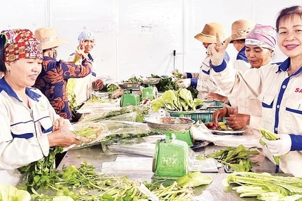 Hợp tác xã Rau an toàn Tứ Xã ứng dụng công nghệ vào sản xuất đã mang lại nguồn thu ổn định cho người dân.