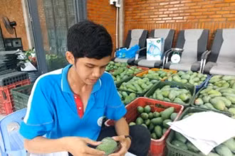 Hội viên Hợp tác xã GAP Cù Lao Giêng dán tem truy xuất nguồn gốc xoài xuất khẩu. (Ảnh: Nhân Dân)