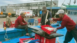 Việc kết nối trách nhiệm giữa ngư dân-cảng cá-thương lái là chìa khóa giúp Bình Định đạt được hiệu quả cao trong công tác xác nhận nguồn gốc thủy sản.