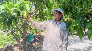 Ông Nhàn giới thiệu thành quả trồng trọt của mình.