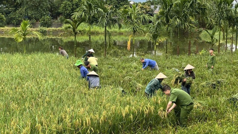Giúp nhân dân thu hoạch lúa. z7069434537911-e44cbc2eb161b8910b4d38cc2888296d-9491.jpg