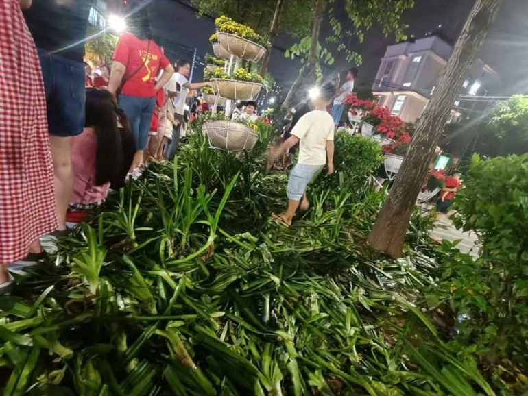Những hàng cây được chăm sóc trong nhiều tuần đã bị đổ rạp. gen-h-z6942977196802-48840eb0edd7721f637a02b33b37582c.jpg