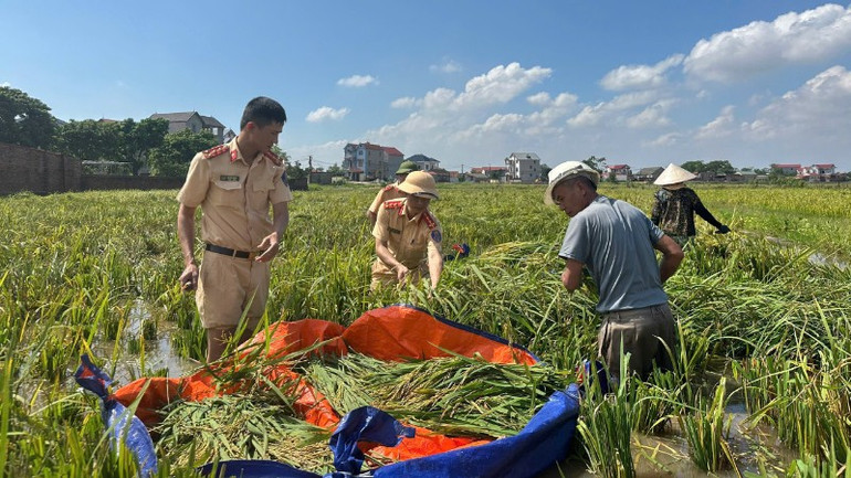 Membantu penduduk di kampung Dong Ngan menuai padi seluas 3 hektar pada 17 Oktober. z7125682640648-7769debed8ab5aaecbbc5ad004175a42-2097.jpg