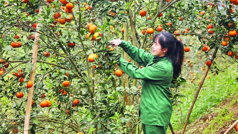 Người dân xã Bạch Thông thu hái cam sành trồng trên đất dốc.