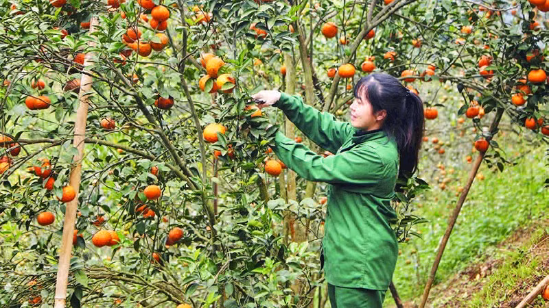 Người dân xã Bạch Thông thu hái cam sành trồng trên đất dốc.