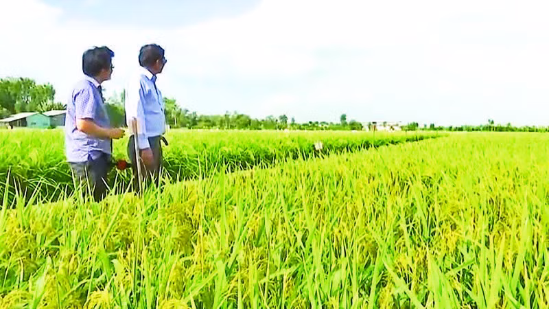 Kỹ sư Hồ Quang Cua (bên phải) bên cánh đồng lúa ST25.