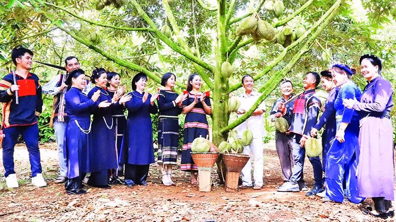 Mô hình sản xuất sầu riêng theo tiêu chuẩn VietGAP của Hợp tác xã dịch vụ nông nghiệp sạch, xã Krông Pắc, tỉnh Đắk Lắk.