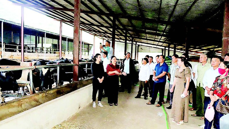 Mô hình nuôi bò 3B vỗ béo tại hộ chăn nuôi ở xã Chiềng Mai. (Ảnh Báo SƠN LA)