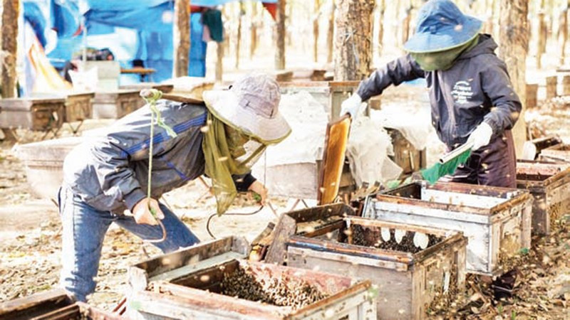 Công nhân thu hoạch thành phẩm mật ong.