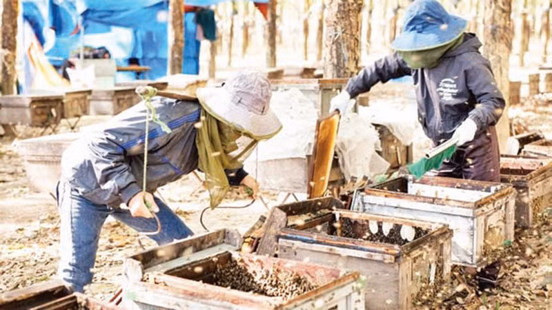 Công nhân thu hoạch thành phẩm mật ong.