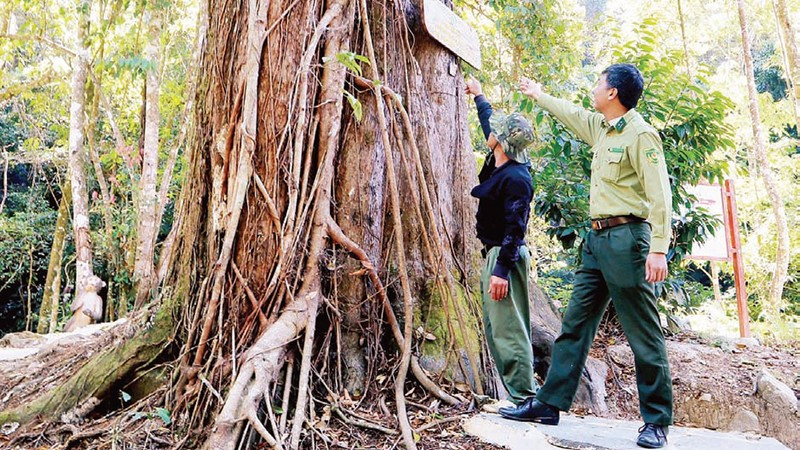 Cây thông đỏ hơn 2.500 năm tuổi, với đường kính thân hơn 1,5 m trên dãy núi Voi.