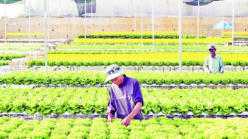 Lâm Đồng đang triển khai nhiều giải pháp để giảm diện tích nhà kính sản xuất nông nghiệp vùng nội đô.