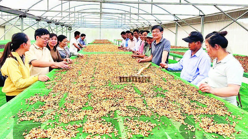 Chia sẻ việc liên kết từ khâu sản xuất đến thu hoạch, phơi sấy cà-phê hữu cơ tại một hợp tác xã ở Lâm Đồng.