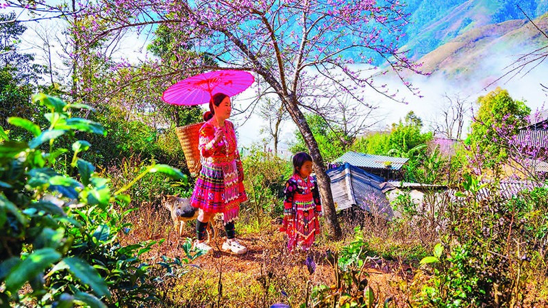 Hoa đào rừng khoe sắc thắm chào đón mùa Xuân về.