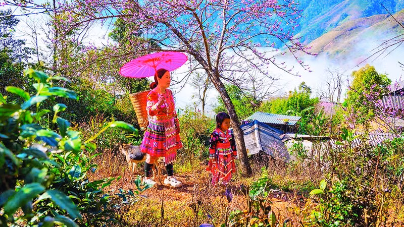 Hoa đào rừng khoe sắc thắm chào đón mùa Xuân về.