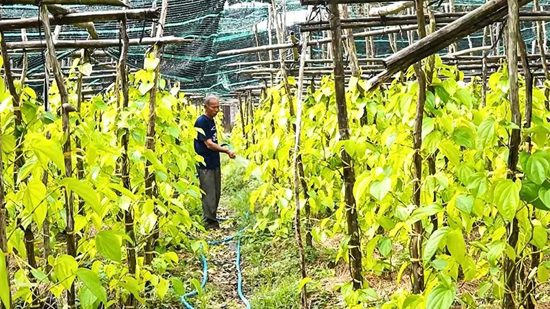 Ông Nguyễn Văn Đời, Giám đốc Hợp tác xã Trầu Vàng Vị Thủy chăm sóc vườn trầu của gia đình.