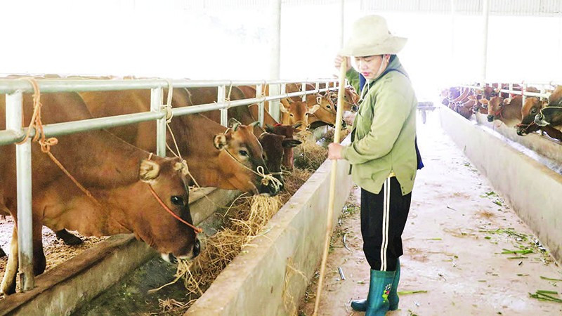 Chăn nuôi đại gia súc trở thành sinh kế bền vững tại xã Nghiên Loan. (Trong ảnh: Chăm sóc đàn bò nuôi nhốt tại Hợp tác xã Giàng Tiến, xã Nghiên Loan).