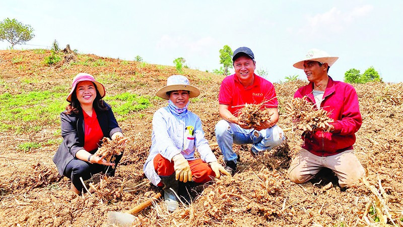 Chị Lương Thị Mỹ Huệ (ngoài cùng bên trái) thăm vùng nguyên liệu gừng sẻ xã Đăk Tô.