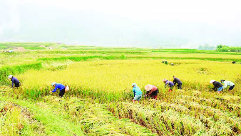 Các lực lượng xã Dương Quỳ hỗ trợ nhân dân gặt lúa để tránh lũ.