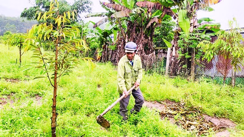 Ông A Băn chăm sóc vườn sầu riêng của gia đình.