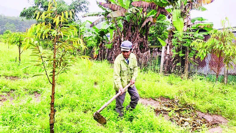 Ông A Băn chăm sóc vườn sầu riêng của gia đình.